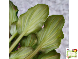 LV-Звезда в Ночи (Л. Шевелева) 2025 г. трейлер (клакамасный лонг)