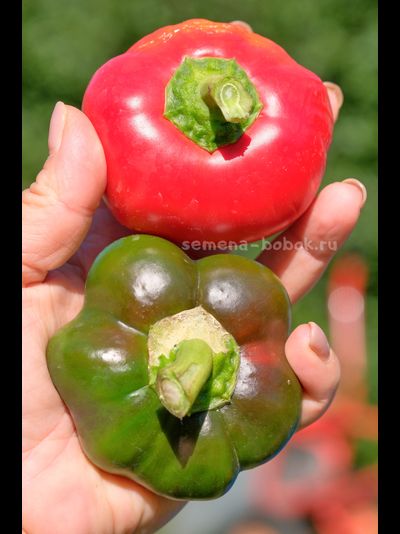 Перец сладкий Гогошар Советский, 10 шт