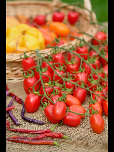 Томат Сызранские Дамские Пальчики, 10 шт.