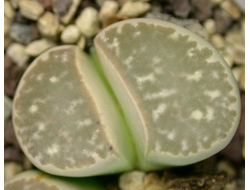 Lithops geyeri C274 - 5 семян