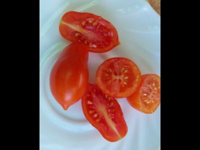 Томат Даттерини красный (Datterini red)