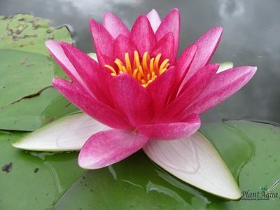 Нимфея Аттракцион