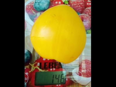 Томат гном Лимонный лед (Dwarf Lemon Ice, дварф Лемон айс) США