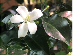 Murraya paniculata 'Himalayan' (Giant leaf) / муррайя гималайская большой лист