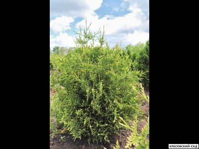 Туя Столвик - Stolwijk