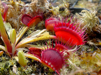 Dionaea muscipula "Degeneration"