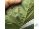 Фикус Умбеллата / Ficus Umbellata