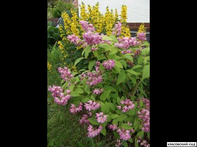 Дейция гибридная Строуберри Филдс фото в саду красовский-сад.рф