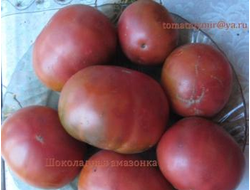 Томат Шоколадная амазонка (Amazon Chocolate, США)