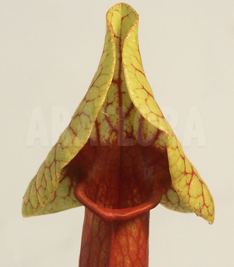 Sarracenia Catesbaei