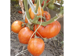 Томат Минусинский гигант