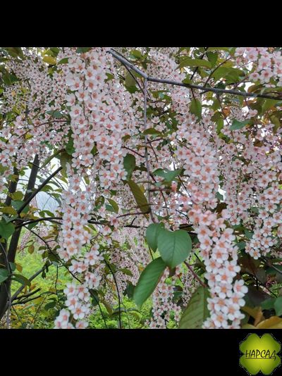 Черёмуха &quot;ЦАРЕВНА-КОРОЛЕВНА&quot; (САЖЕНЕЦ 80-90 см)