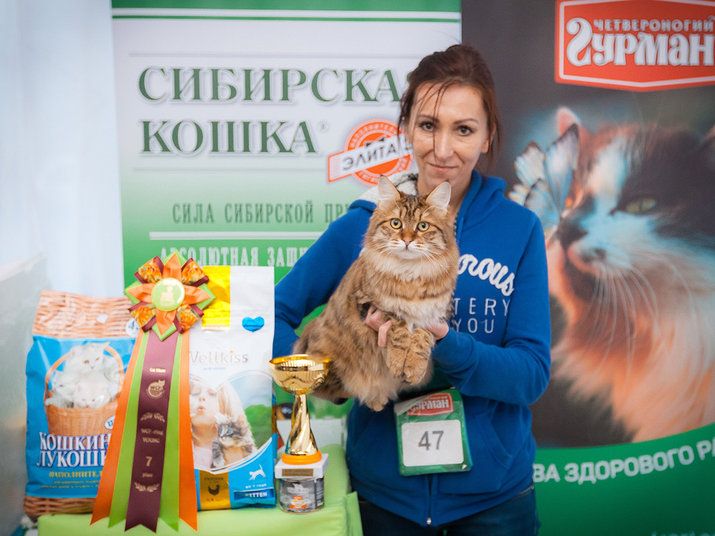 Курильский бобтейл ShawlsCity Tigris Show