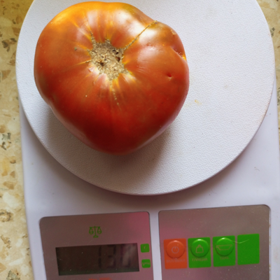 Томат Гном Меднослышащий (Copperheard dwarf)