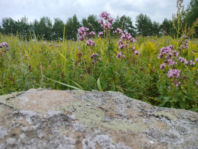Мастер-класс «Сбор вкусных трав и изготовление напитков»