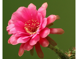 Echinopsis obrepanda JO179 - 5 семян