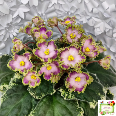 НД-Вербена (Н. Данилова-Суворова) 2021 г.