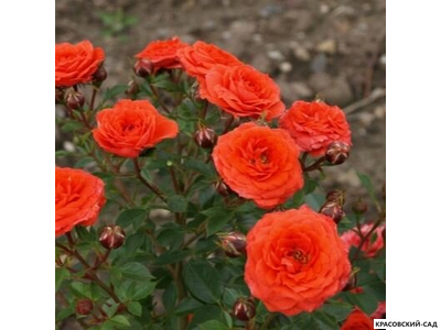 Роза бордюрная красная - Rose Bordure