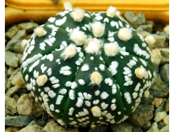 Astrophytum (SK x CRASAS) x AS KIKKO (1025) - 10 семян
