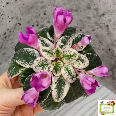 СК-Пангея (А.Кузнецов) 2014 г.