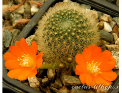 Rebutia  archibuiningiana L404 - 5 семян