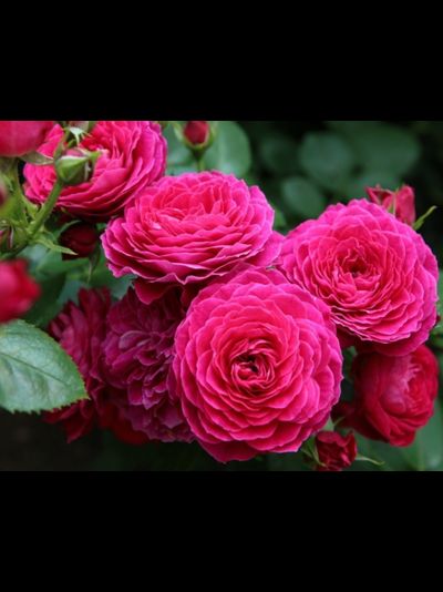 Домен де Сэн Жак де Борегар (Domaine de St Jean Beauregard)