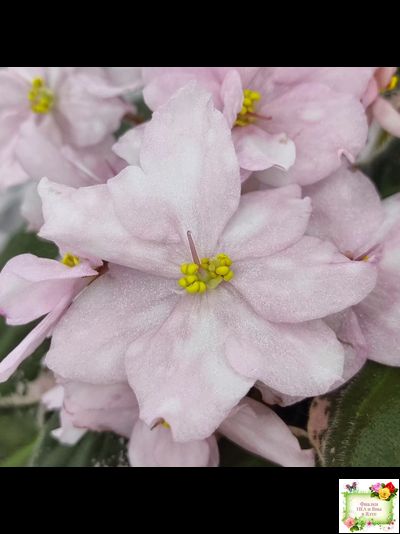 Rivermist Pearls (J. Baker) (10974) 04/13/2018