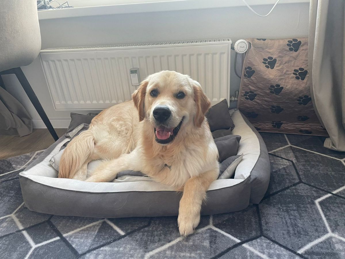 Рокки (Русское Золото Ямир), 1 год