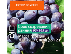Подарок Несветая (однолетний)