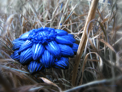 "Цветок, отражающий небо" - волшебное кольцо