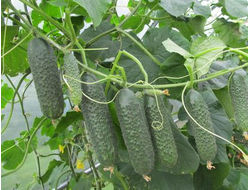 огурцы "Ленара" семена 5 шт.