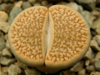 Lithops hookeri (vermiculate form) C051 (MG-1616.05)