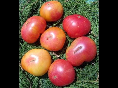 томат Гном Фероковай (Dwarf Wherokowhai)