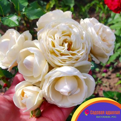 Артемис (Artemis)