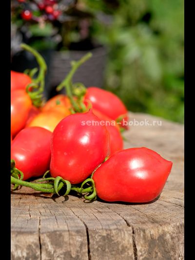 Томат Краса Кургана, 10 шт