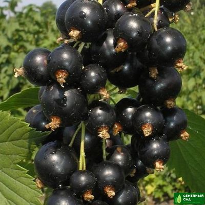 Смородина черная "Фараон"