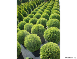 Туя Тини Тим - Tiny Tim