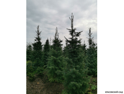 Пихта одноцветная - фото осенью - красовский-сад.рф