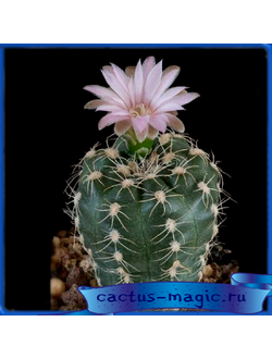 Gymnocalycium bruchii v. brigittae P 214