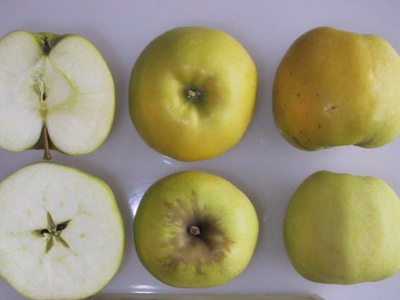 Антоновка золотая (яблоня)