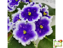 МТ-Магический Фонарик (М. Тотиева) 2023 г.