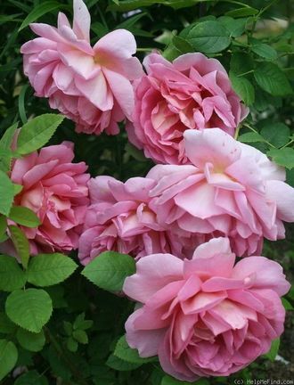 Роза 100% гидролат (Rose Gallica hydrolate) / Роза цветочная вода