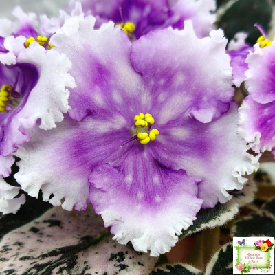 Dn-Дух Різдва (Д. Денисенко) 2020 г.