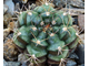 Gymnocalycium damsii ssp.evae v.rotundulum VoS-048 (D=30-35мм)