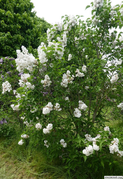 Сирень обыкновенная Красавица Москвы