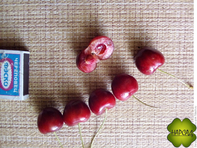 Превосходная Веньяминова