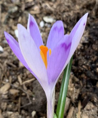 Crocus heuffelianus &#039;Taavi #3&#039;.