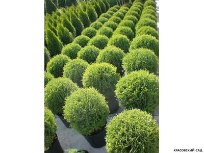 Туя Тини Тим - Tiny Tim