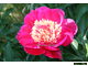 Paeonia Spiffy