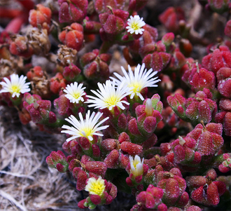 Хрустальная травка (Mesembryanthemum Crystallinum)